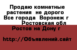 Продаю комнатные растения  не дорого - Все города, Воронеж г.  »    . Ростовская обл.,Ростов-на-Дону г.